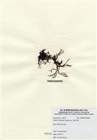 藏品(長枝沙菜)的圖片